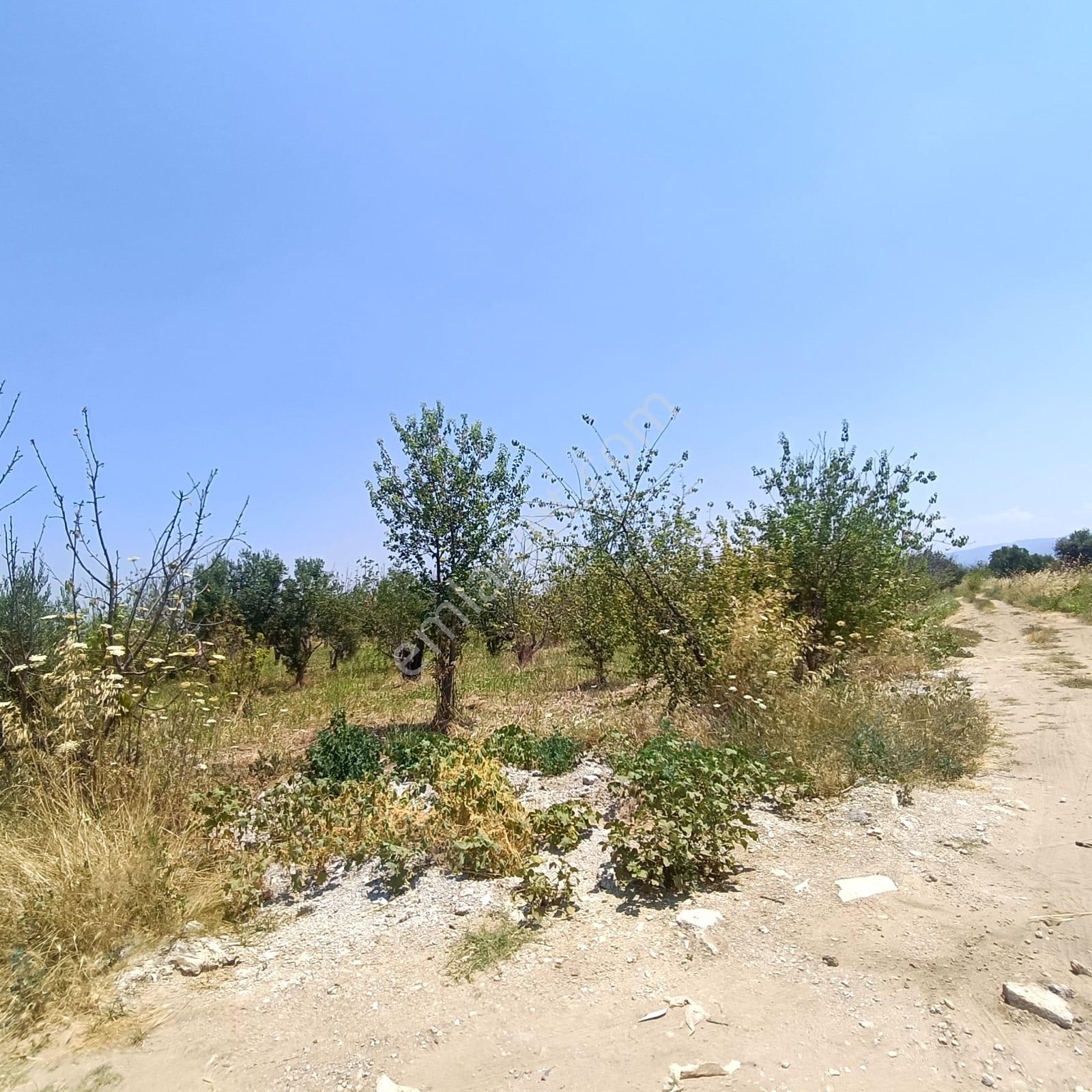 İzmir Kemalpaşa Armutlu'da 10.197,70 M² Tek Tapu Bağ & Zeytinlik