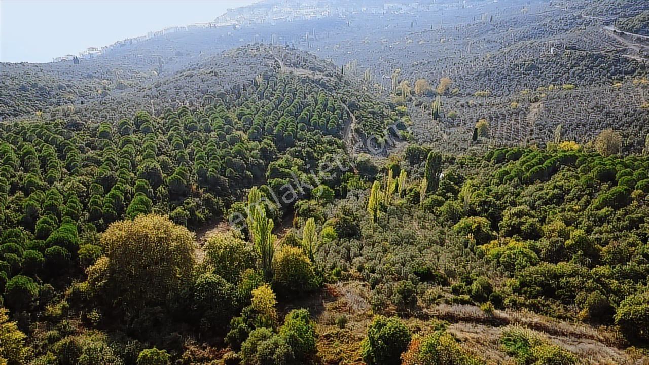 Ay Emlak'tan Deniz Manzaralı Yolu & Suyu Olan 6.320 M2 Zeytinlik - Görsel 11