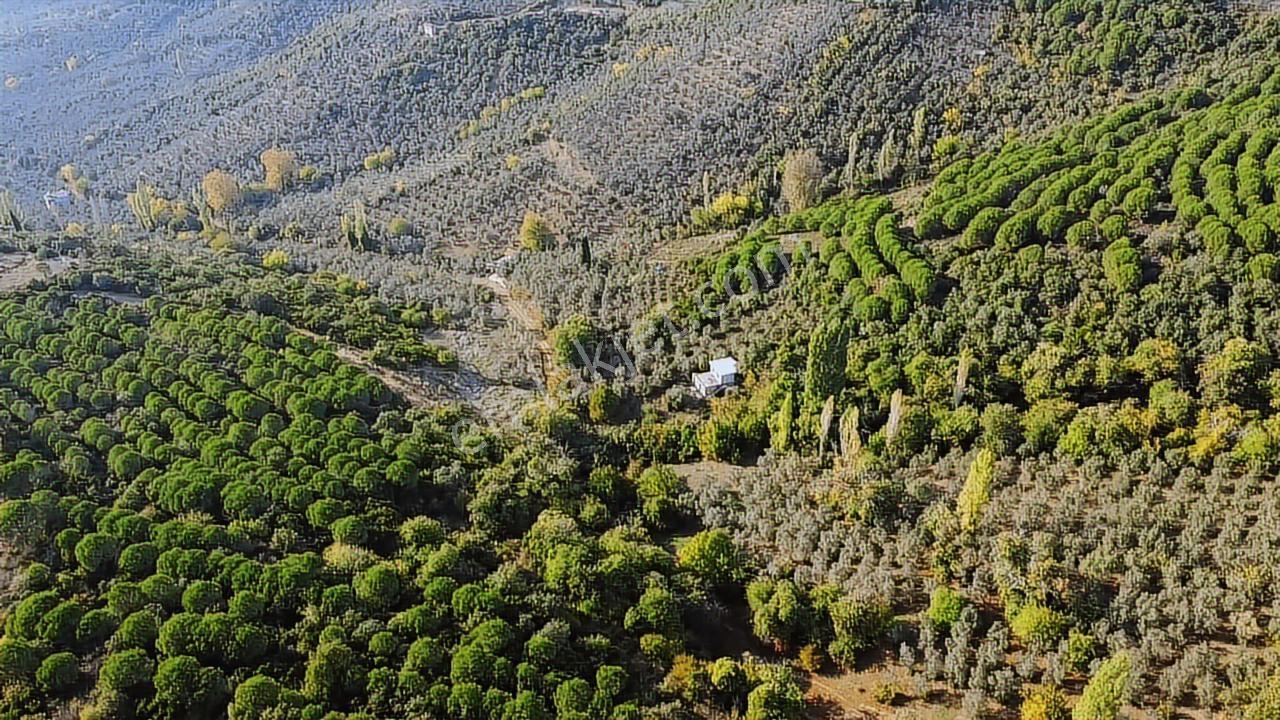 Ay Emlak'tan Deniz Manzaralı Yolu & Suyu Olan 6.320 M2 Zeytinlik - Görsel 5