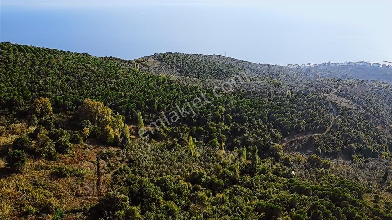 Ay Emlak'tan Deniz Manzaralı Yolu & Suyu Olan 6.320 M2 Zeytinlik - Görsel 28
