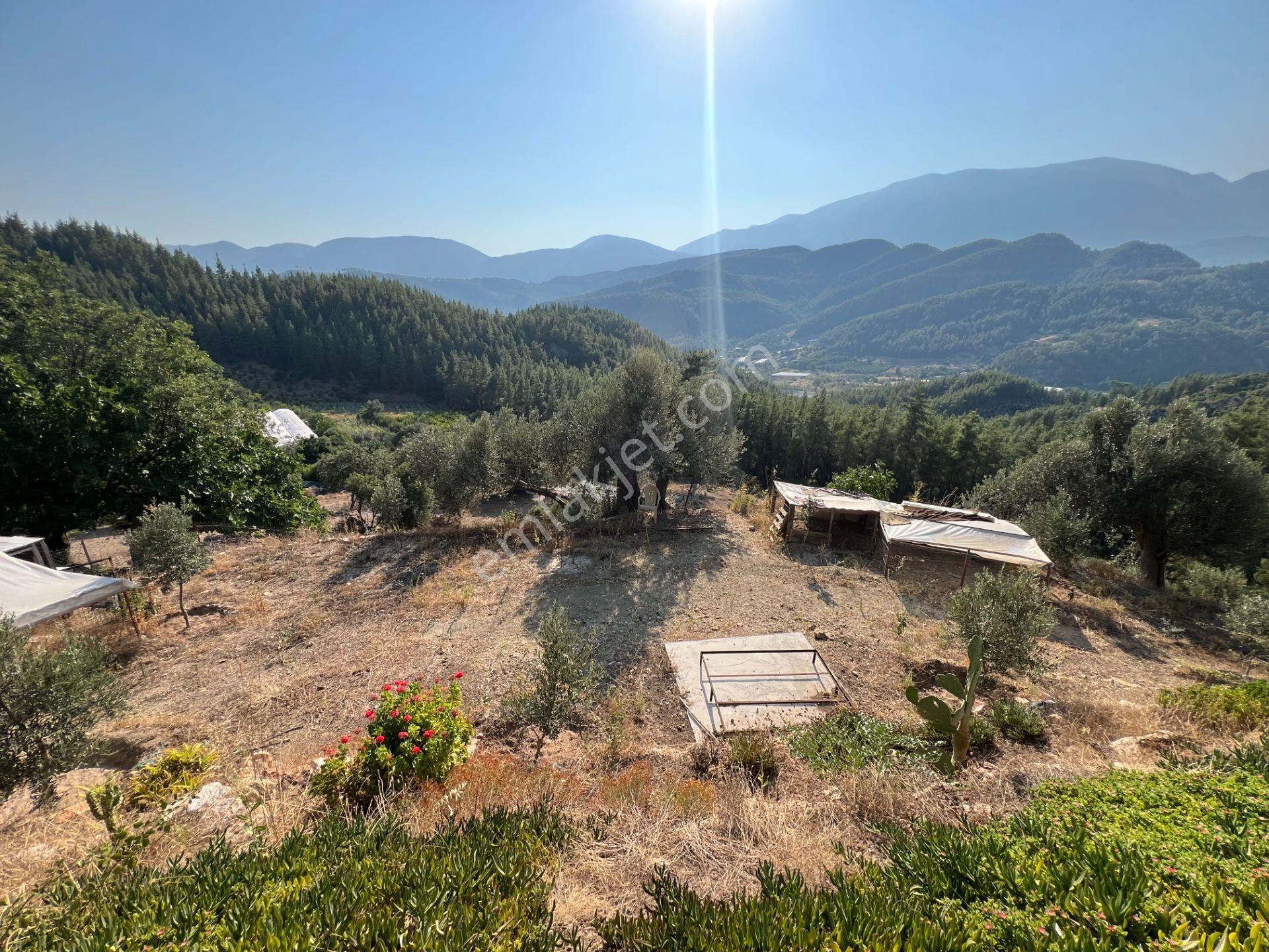 Antalya Kumluca'da 6.326 M² Satılık Arazi (evli & Zeytinlik) - Görsel 15
