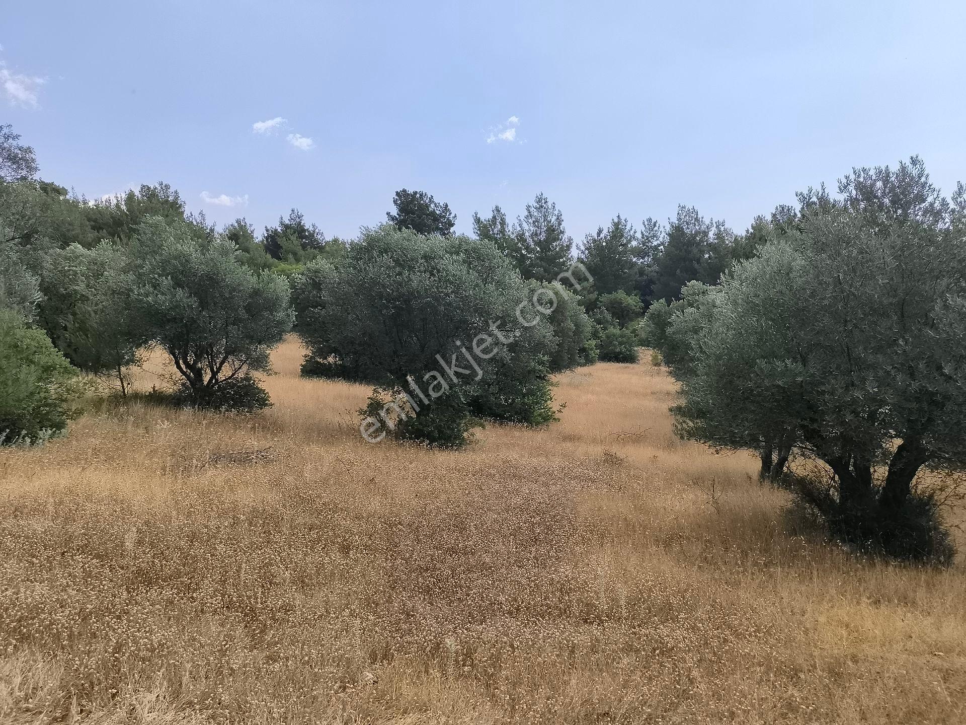Manisa Yunusemre'de Sarı Alan İçinde, İmar Sınırında Azeutonlik 16.500.000tl - Görsel 20