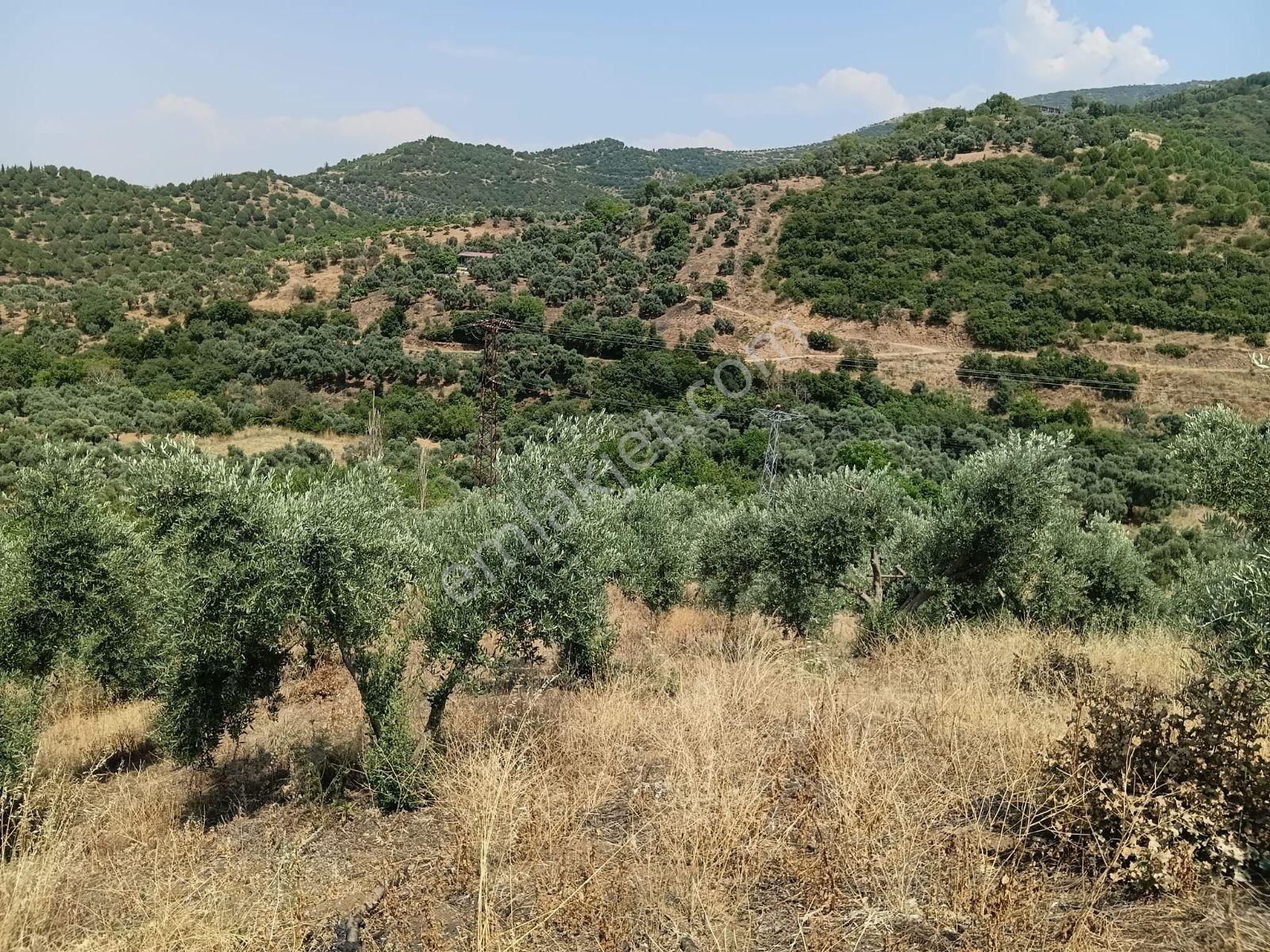 Güneş Gayrimenkul'den | Tire Dereli'de 2.897 M² Satılık Verimli - Görsel 7