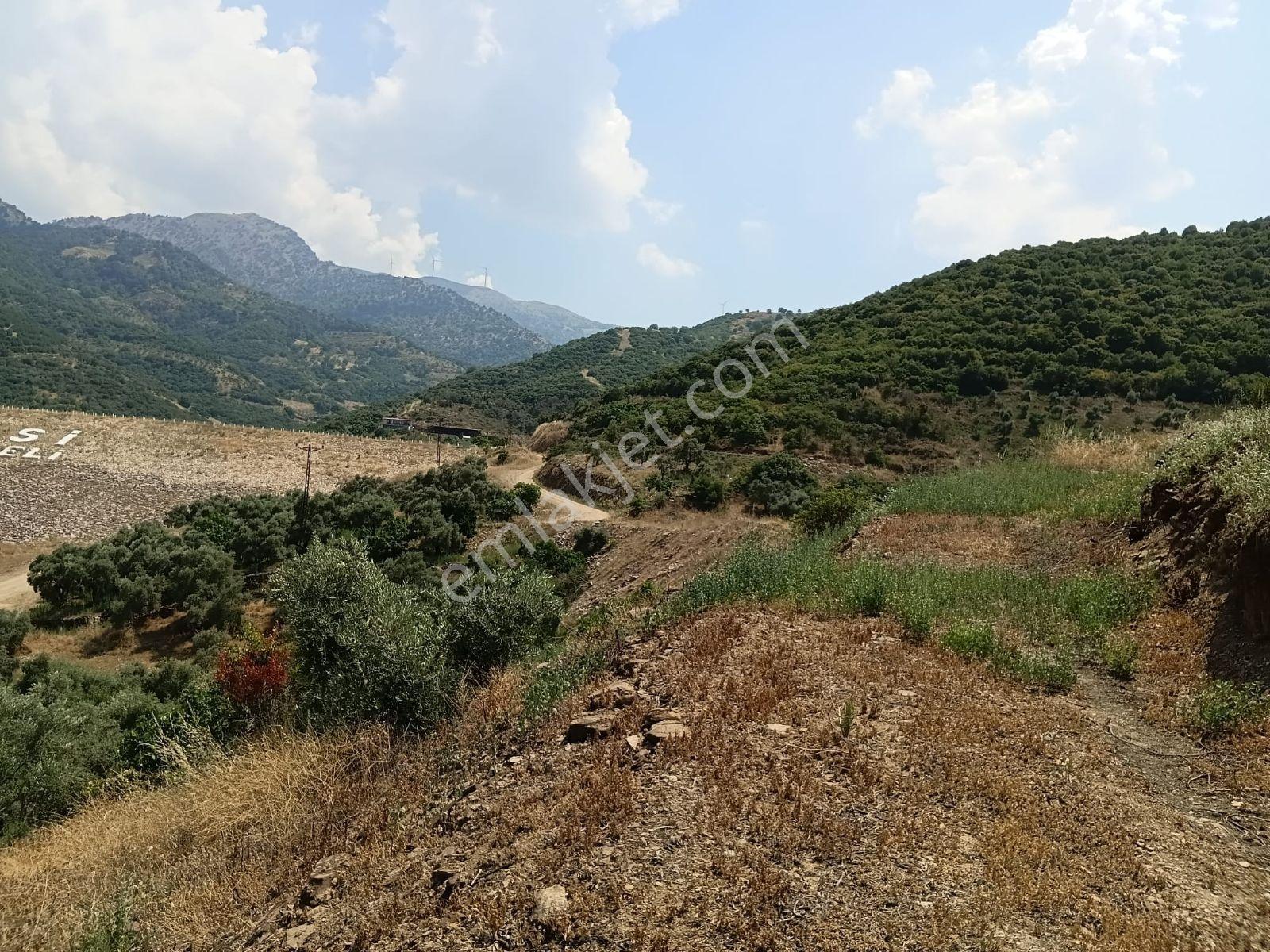 Güneş Gayrimenkul'den | Tire Dereli'de 2.897 M² Satılık Verimli - Görsel 8