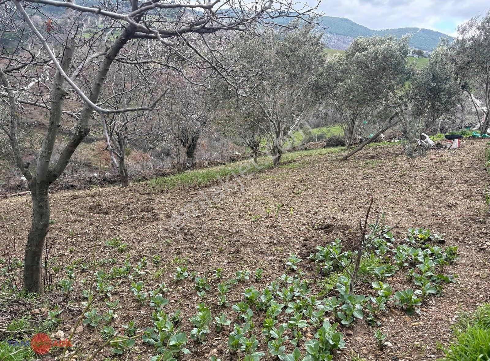 724 M2 Oturulabilir Durumda Satılık Bahçeli Taş Köyevi - Görsel 3