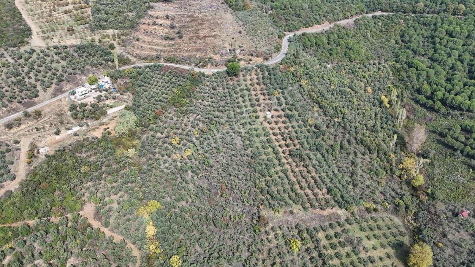 Ay Emlak'tan 1.891 M2 Deniz Gören Manzaralı Bakımlı Zeytinlik - Görsel 8