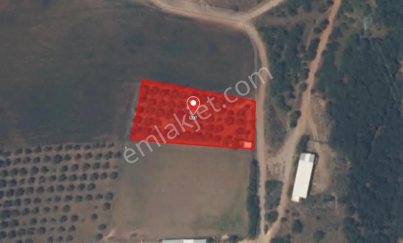 Remax Area Karasu Da Satılık Çitli 2200 M2 Tarla Ve Konteyner - Görsel 3