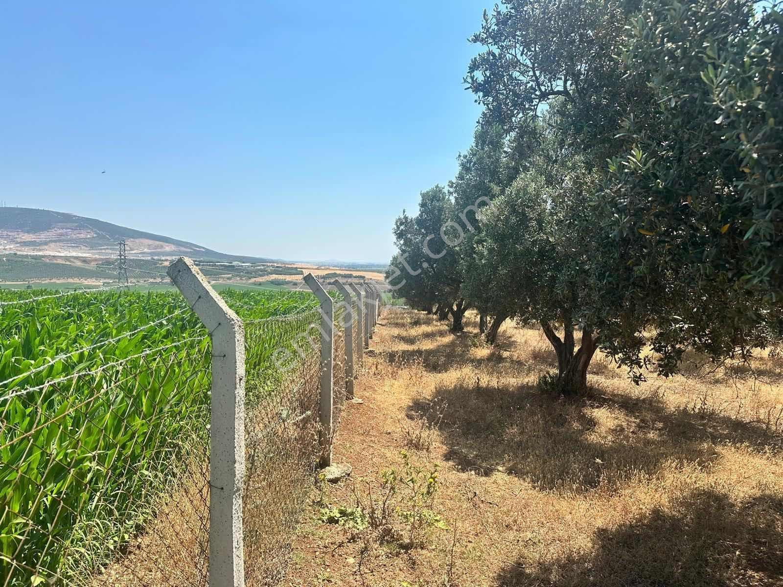 Remax Area Karasu Da Satılık Çitli 2200 M2 Tarla Ve Konteyner - Görsel 2