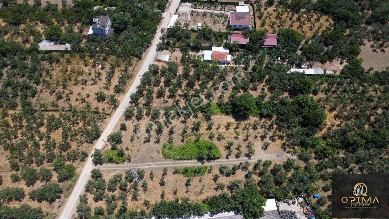 Opima'dan Ocaklar'da Yol Sorunu Bulunmayan 2.250 M² Satılık Zeytinlik - Görsel 6