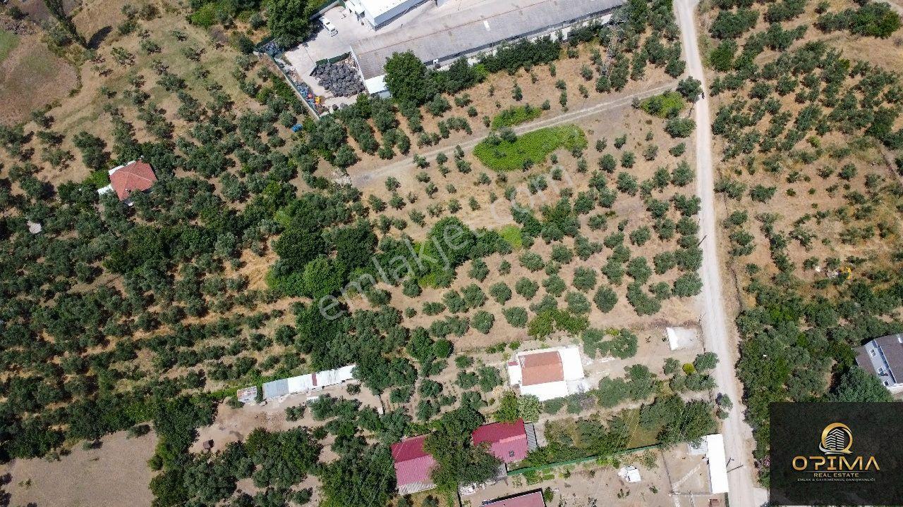 Opima'dan Ocaklar'da Yol Sorunu Bulunmayan 2.250 M² Satılık Zeytinlik - Görsel 15
