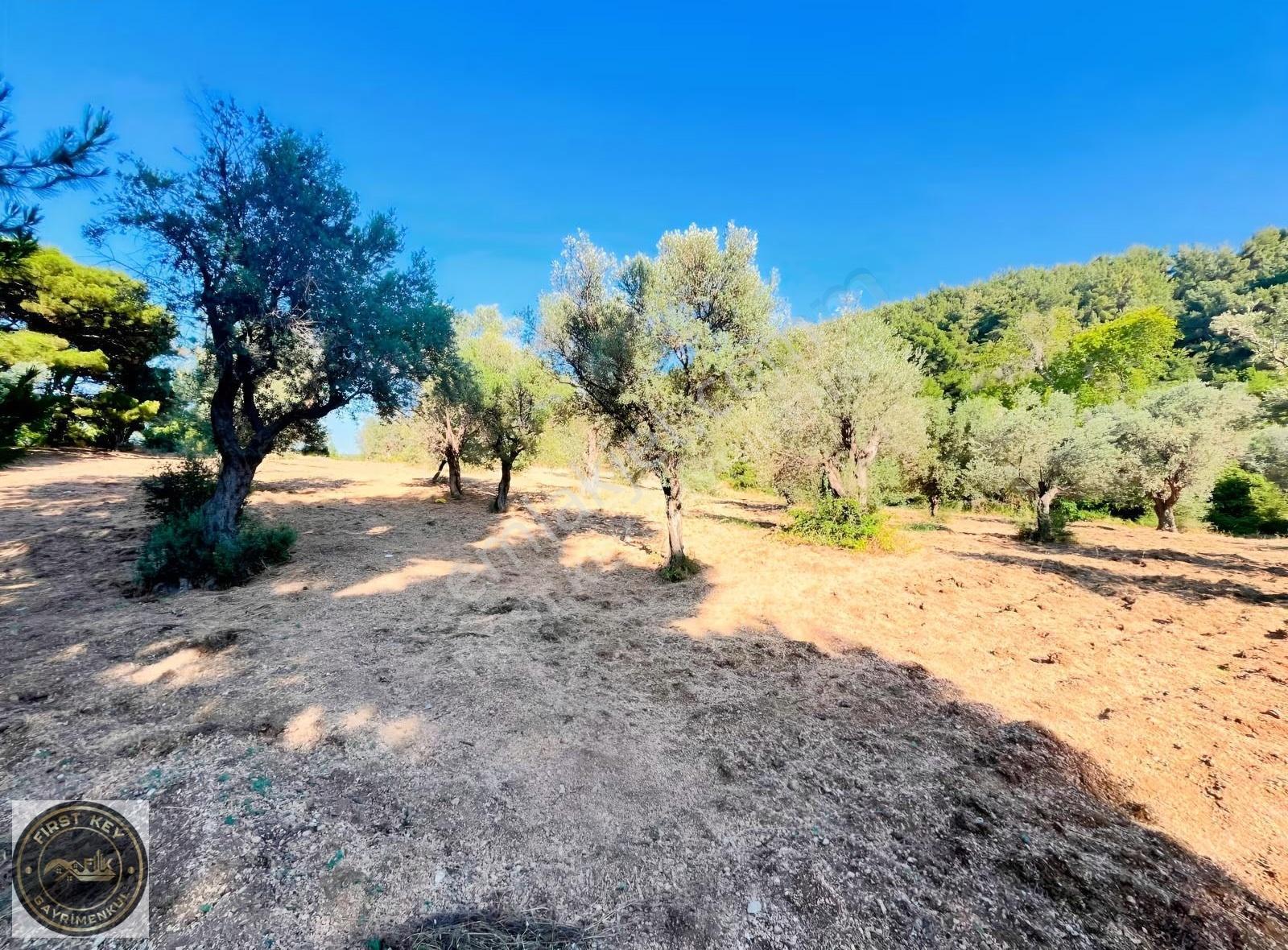 İzmir Çamkule'de 11.440.000 M² Satılık Zeytinlik - Görsel 7
