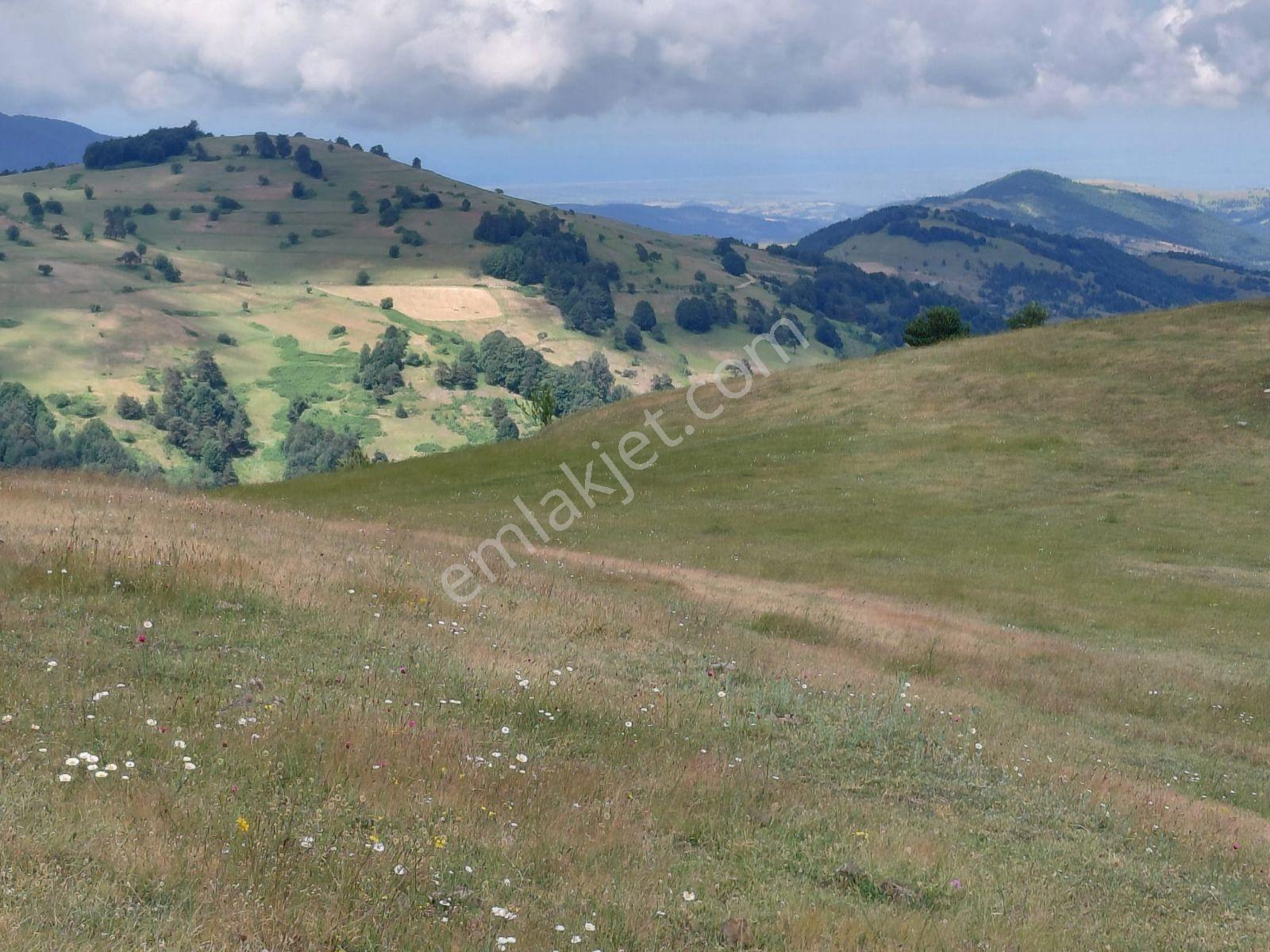 Ahşena'dan Samsun Alaçamda Deniz Manzaralı 1009 M2 Satılık Arazi - Görsel 13