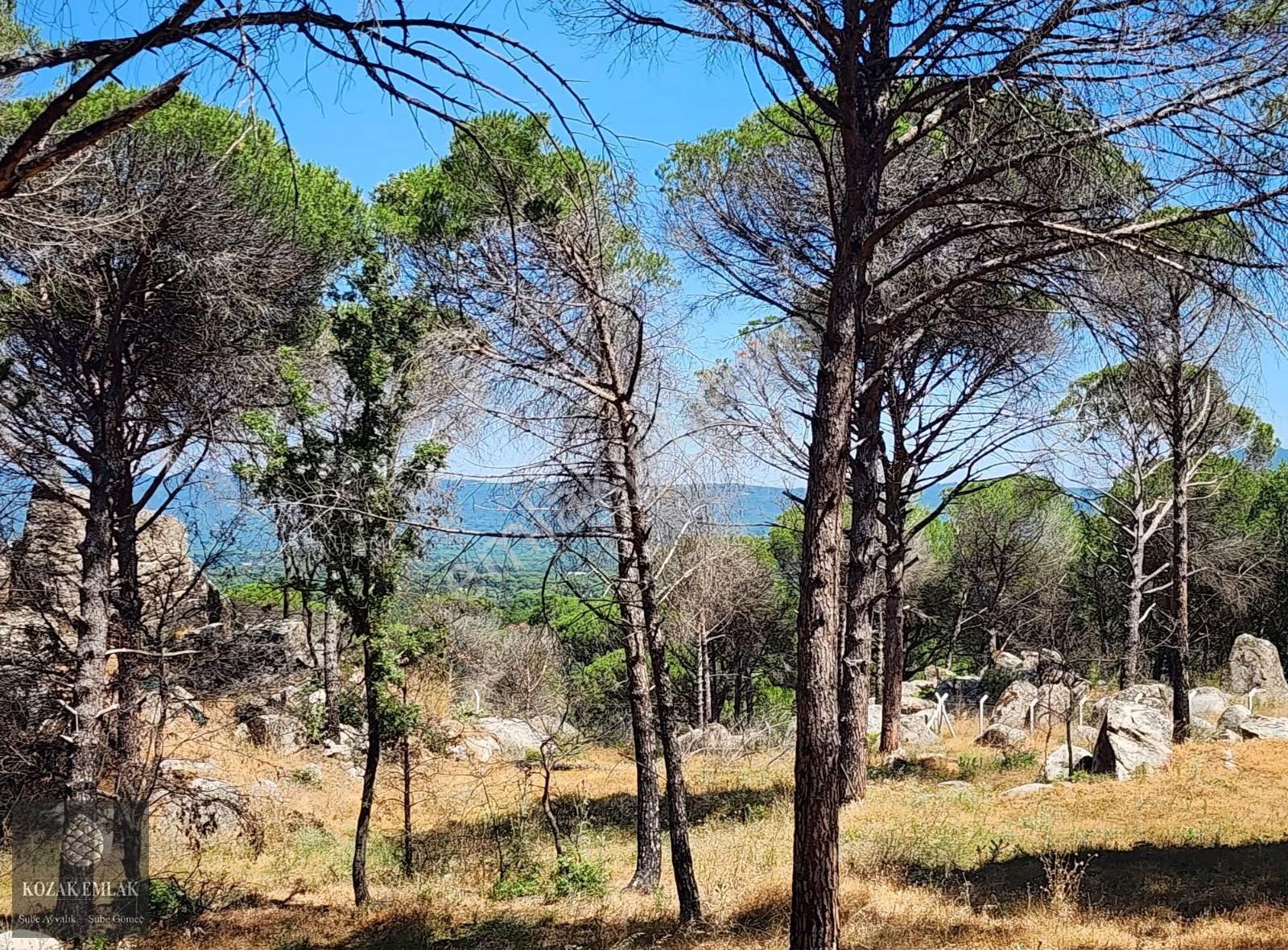 Bergama Kozak Aşagıçuma Fıstık Çamlığı 7.440m2 Satılık - Görsel 2