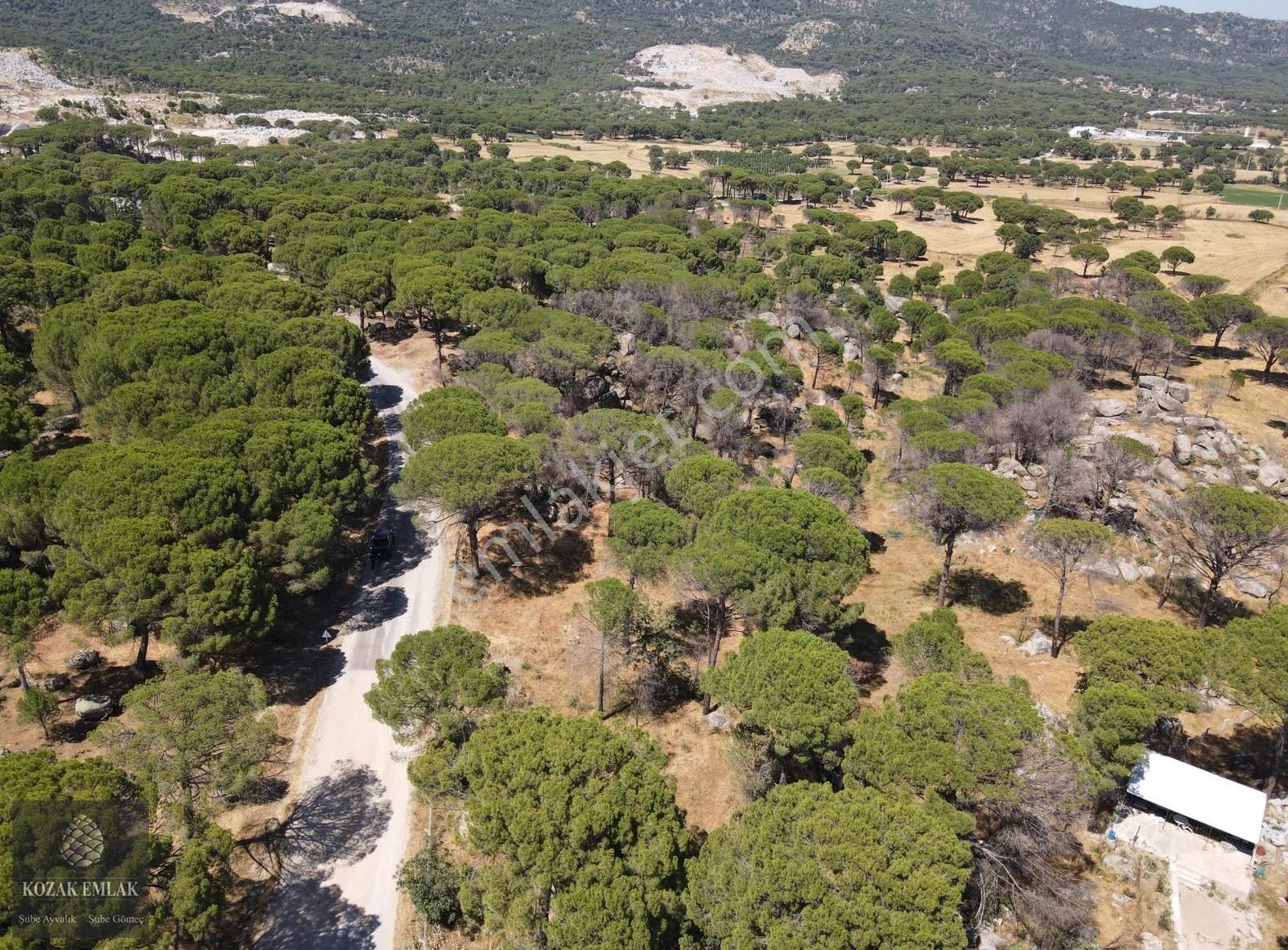 Bergama Kozak Aşagıçuma Fıstık Çamlığı 7.440m2 Satılık - Görsel 5