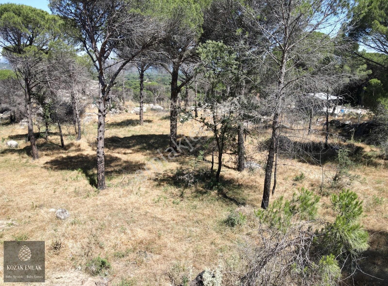 Bergama Kozak Aşagıçuma Fıstık Çamlığı 7.440m2 Satılık - Görsel 26