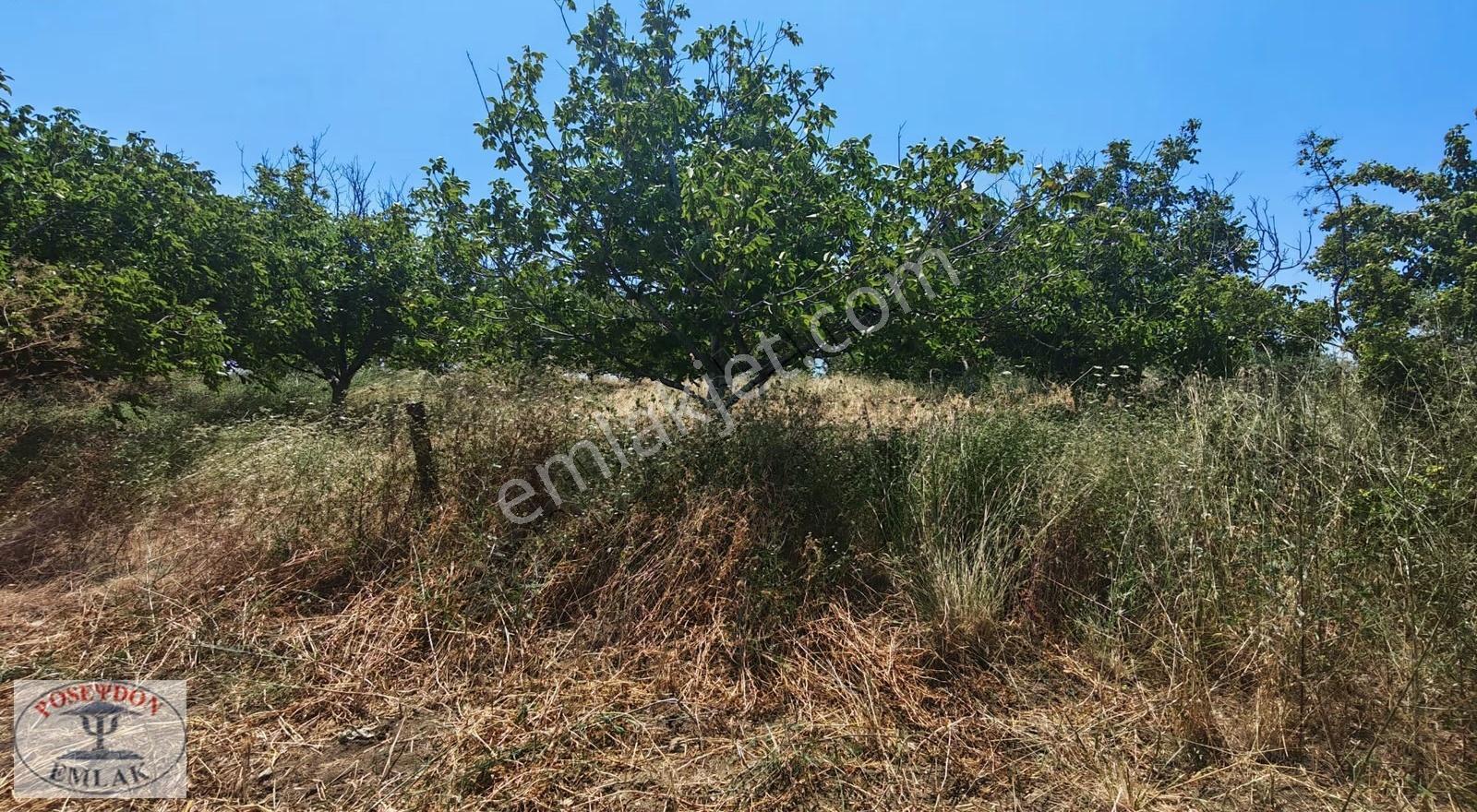 Özbek Köyü Deniz Tarafında Satılık Tarla - Görsel 3