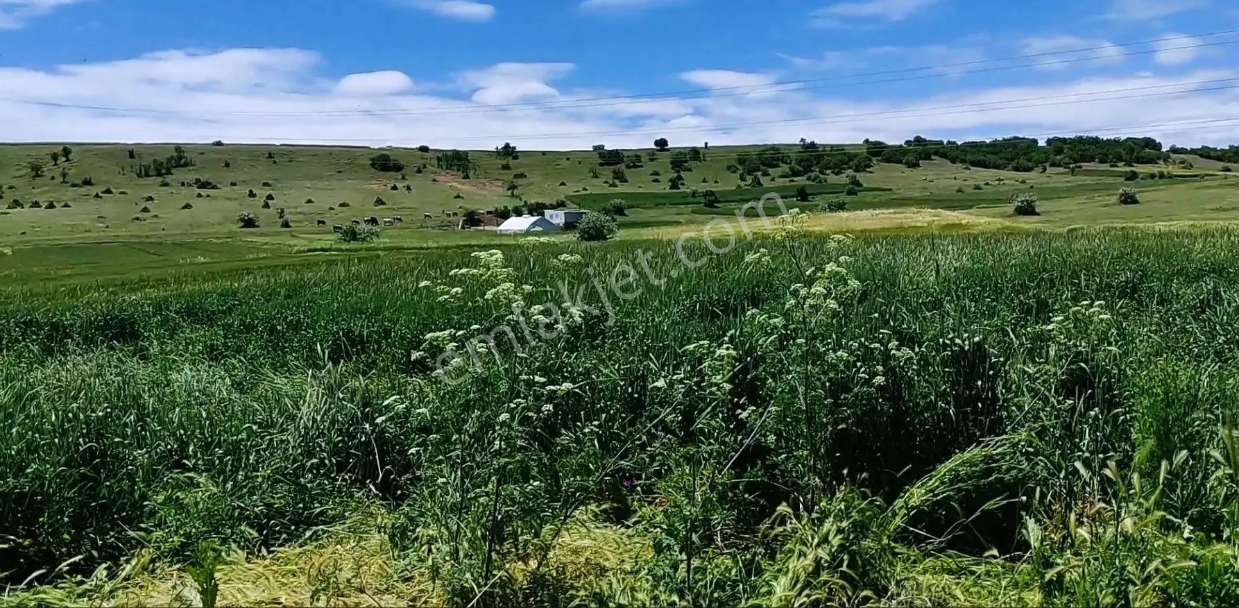 Turgutlar Köyü Çayırbaşı Mevki Tarla Cennetten Bir Köşe