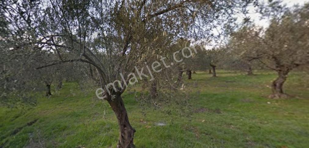 Tülay Özkök'ten Pelitköy'de Denize Yakın 4.327 M² İmarlı Arsa - Görsel 17
