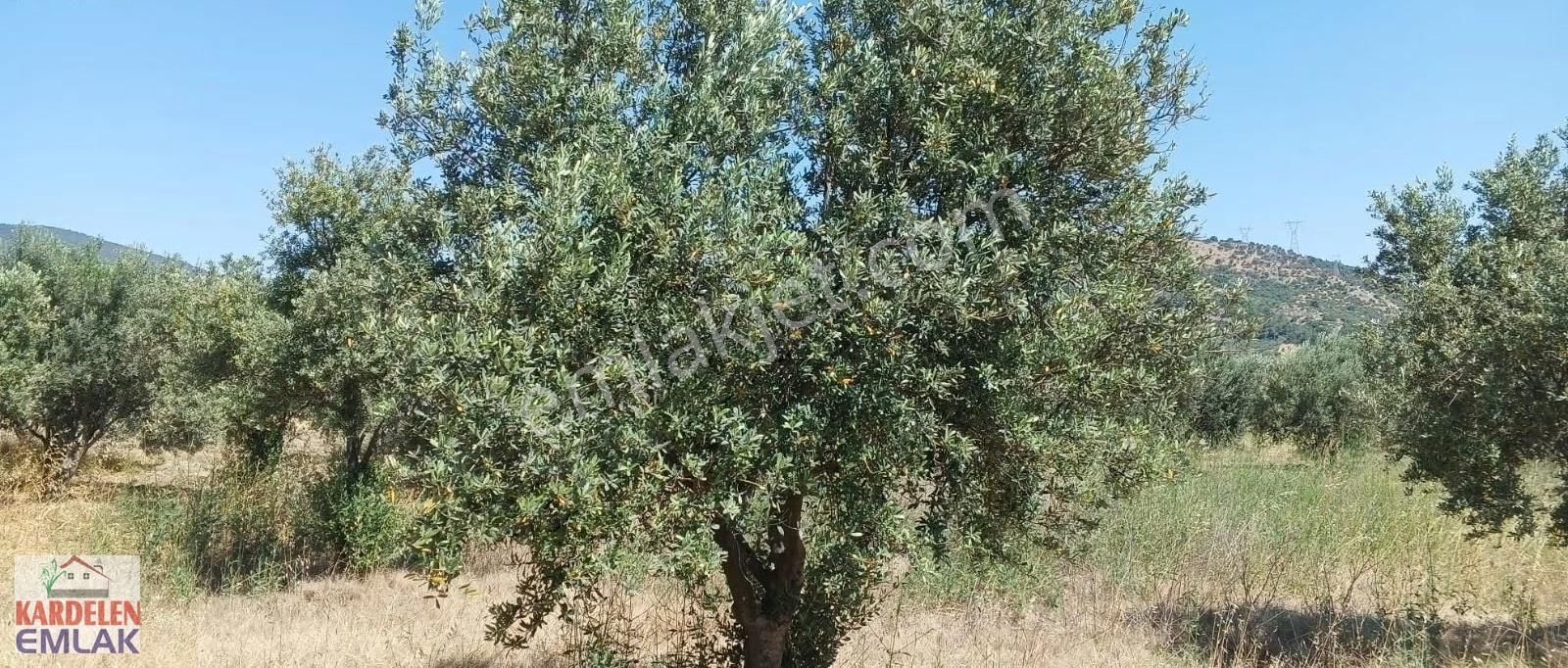 Soma Kardelen Emlak'tan... Yırca Mahallesi Satılık Hisseli Tarla - Görsel 7