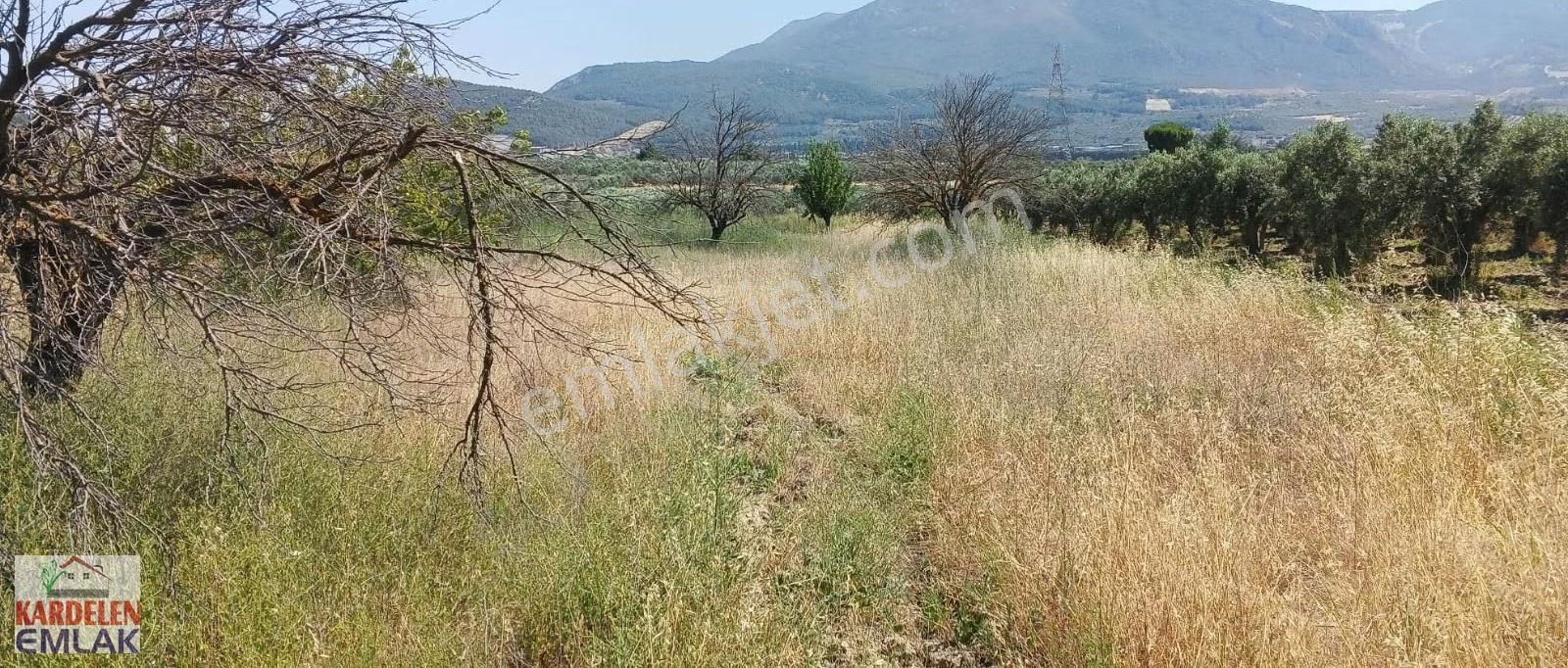 Soma Kardelen Emlak'tan... Yırca Mahallesi Satılık Hisseli Tarla - Görsel 6