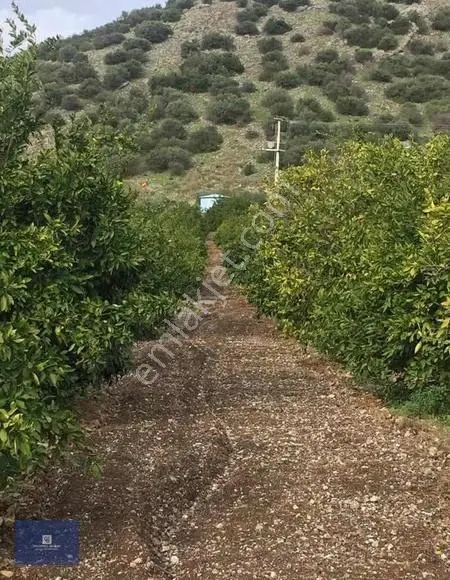 Selçuk İsabey'de Müstakil Tapu Köşe Parsel Mandalina Bahçesi