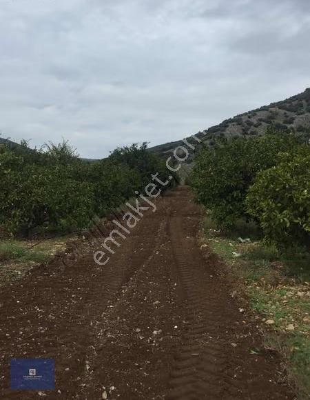Selçuk İsabey'de Müstakil Tapu Köşe Parsel Mandalina Bahçesi - Görsel 10