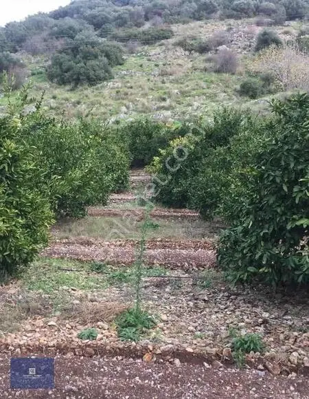 Selçuk İsabey'de Müstakil Tapu Köşe Parsel Mandalina Bahçesi - Görsel 2