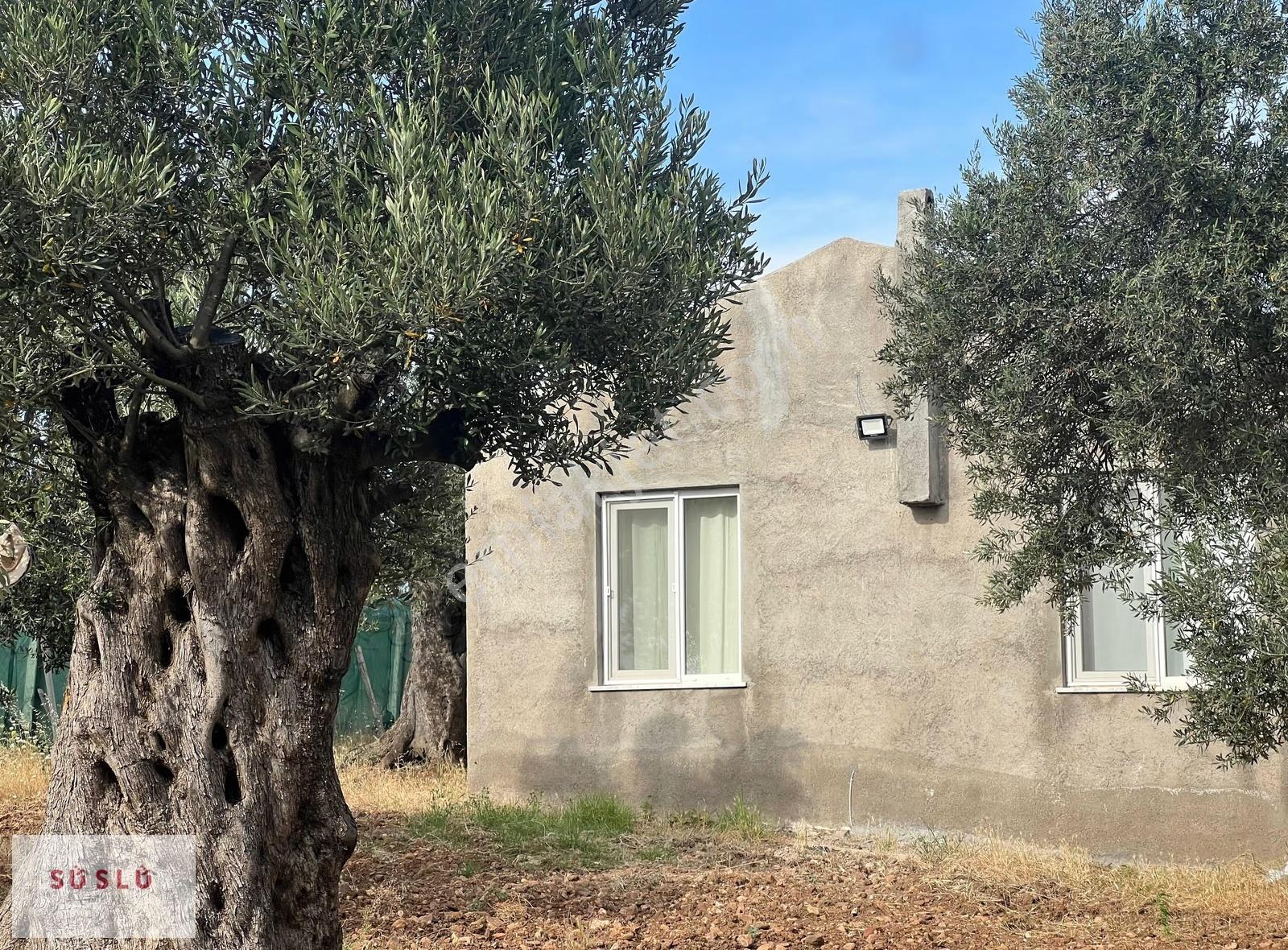 Ayvalık Fethiye Bıyıklı Mevkin Satılık Zeytinlik Ve Müstakil Ev - Görsel 9