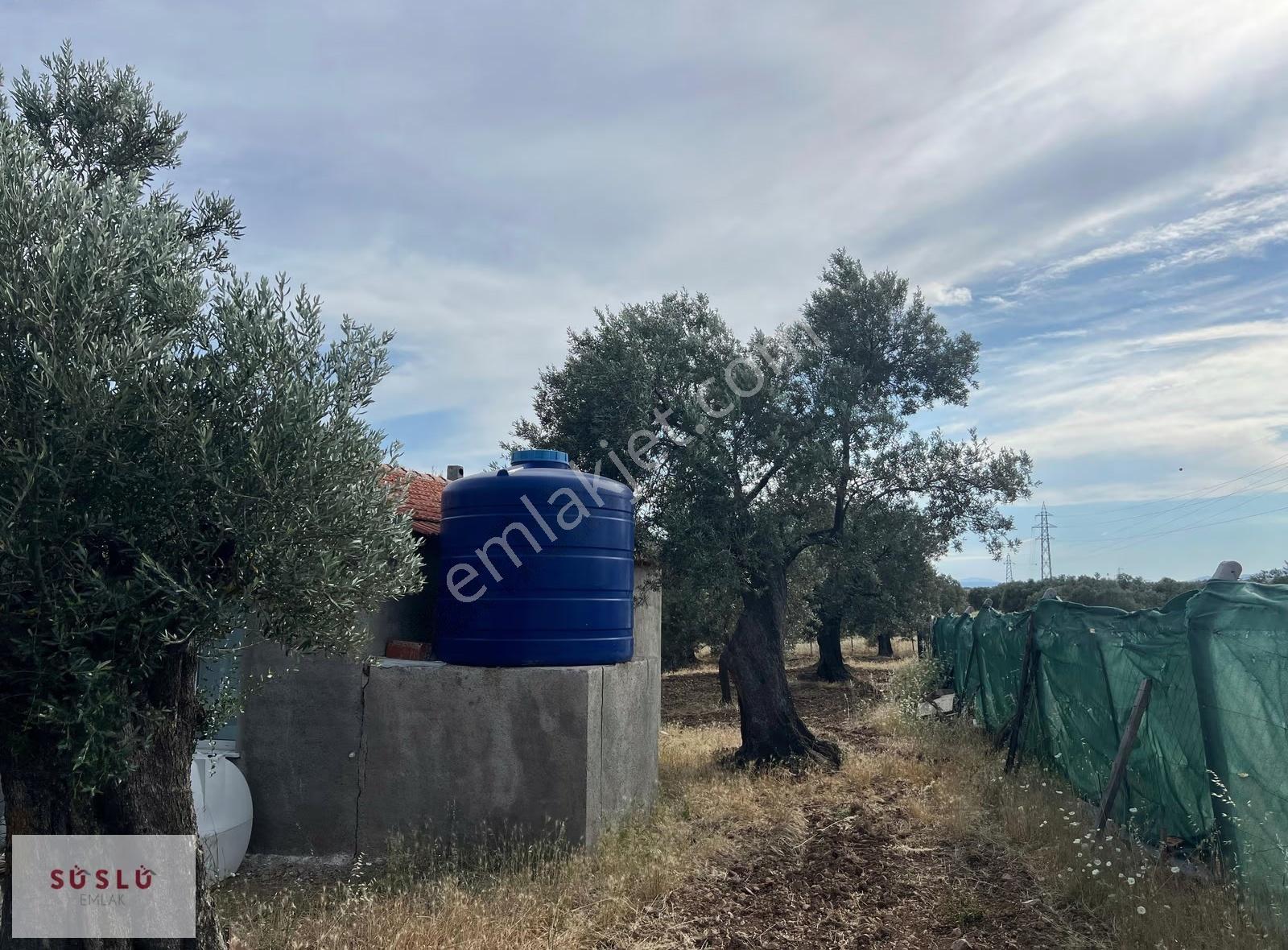 Ayvalık Fethiye Bıyıklı Mevkin Satılık Zeytinlik Ve Müstakil Ev - Görsel 16