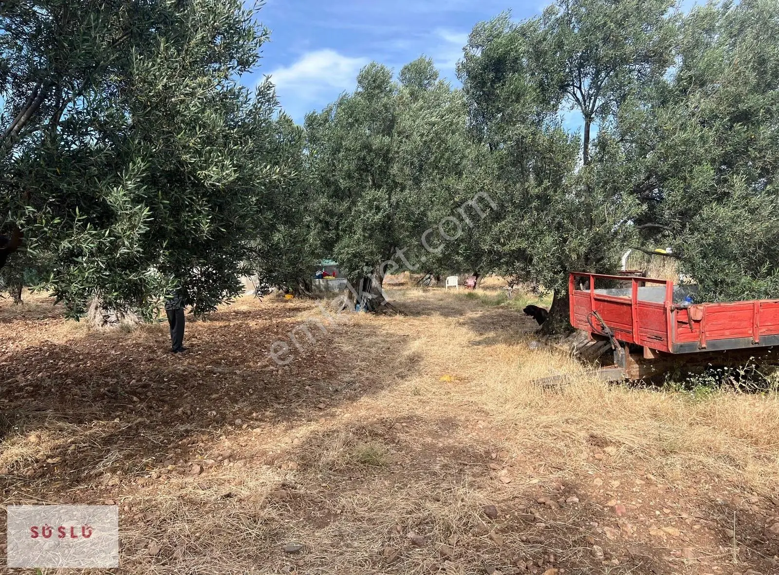 Ayvalık Fethiye Bıyıklı Mevkin Satılık Zeytinlik Ve Müstakil Ev - Görsel 22
