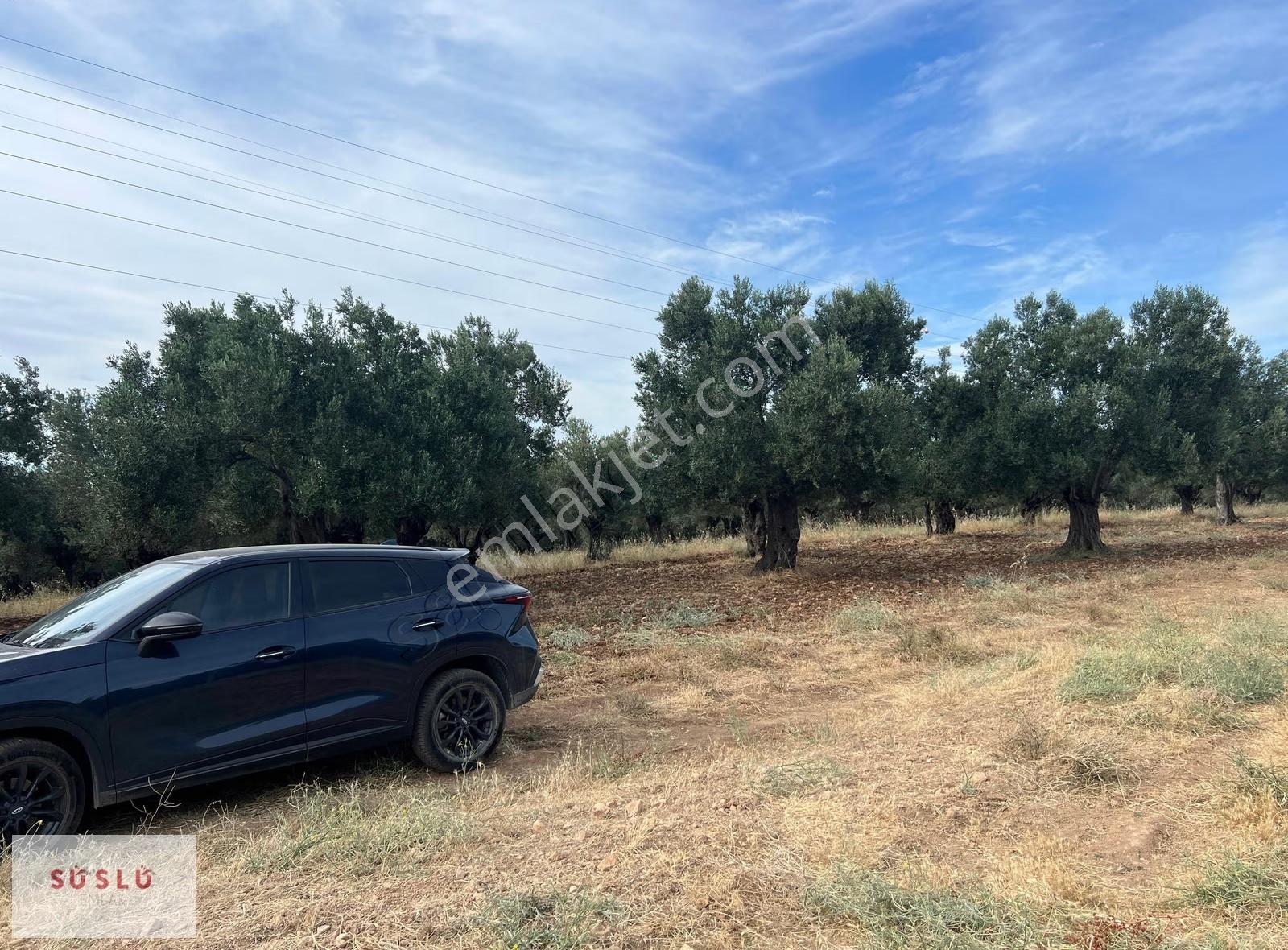 Ayvalık Fethiye Bıyıklı Mevkin Satılık Zeytinlik Ve Müstakil Ev - Görsel 19