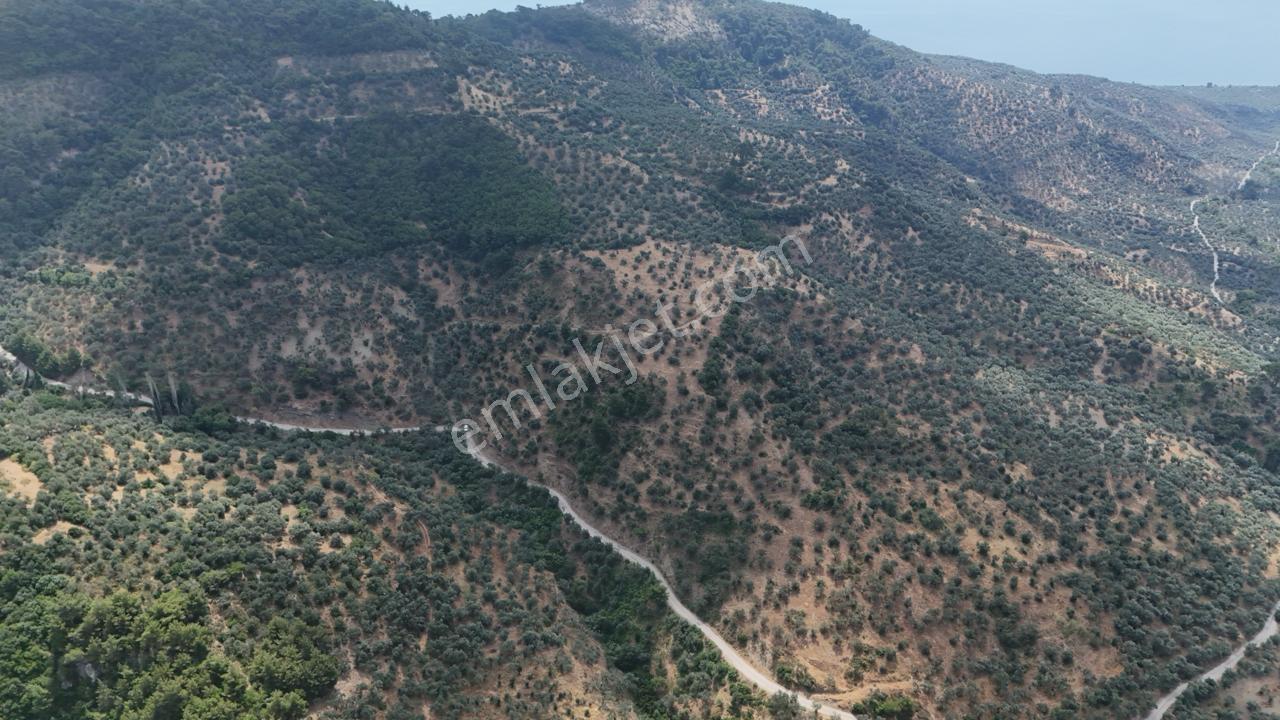 Assos Nusratlı Köyünde 34.400 M2 Satılık Zeytinlik - Görsel 6