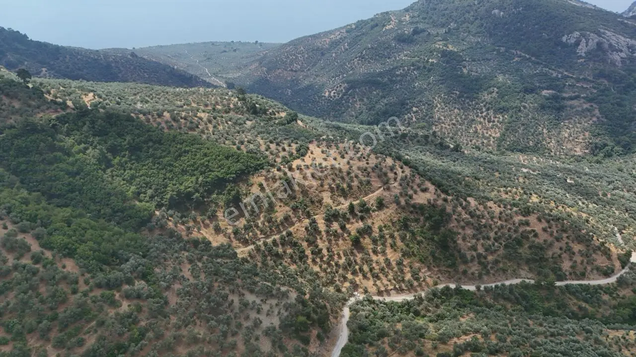 Assos Nusratlı Köyünde 34.400 M2 Satılık Zeytinlik - Görsel 2