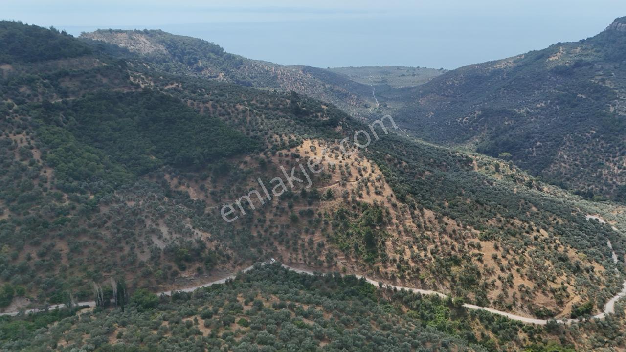 Assos Nusratlı Köyünde 34.400 M2 Satılık Zeytinlik - Görsel 3