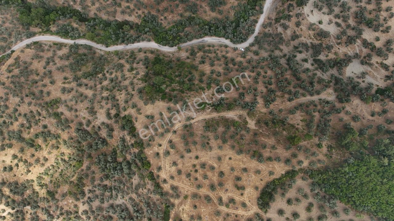 Assos Nusratlı Köyünde 34.400 M2 Satılık Zeytinlik - Görsel 4