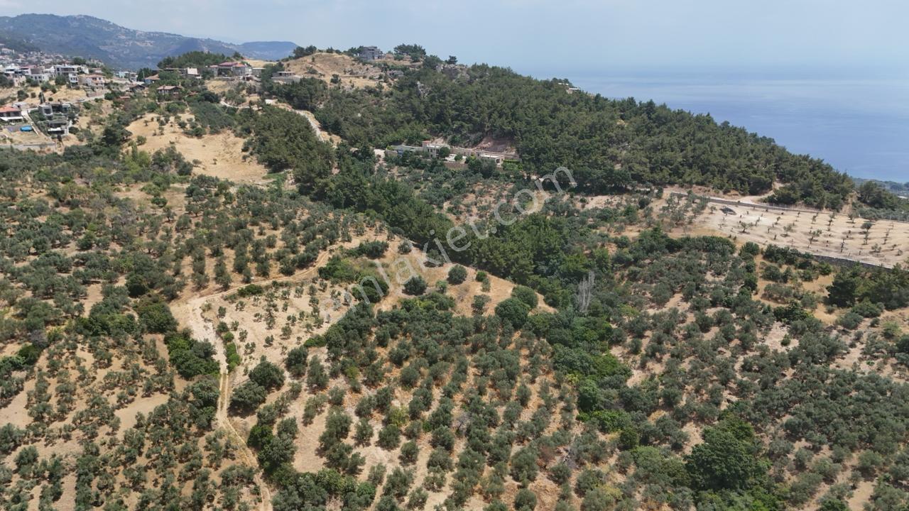 Assos Sazl Köyünde Satılık 2 Dönüm Zeytinlik - Görsel 3