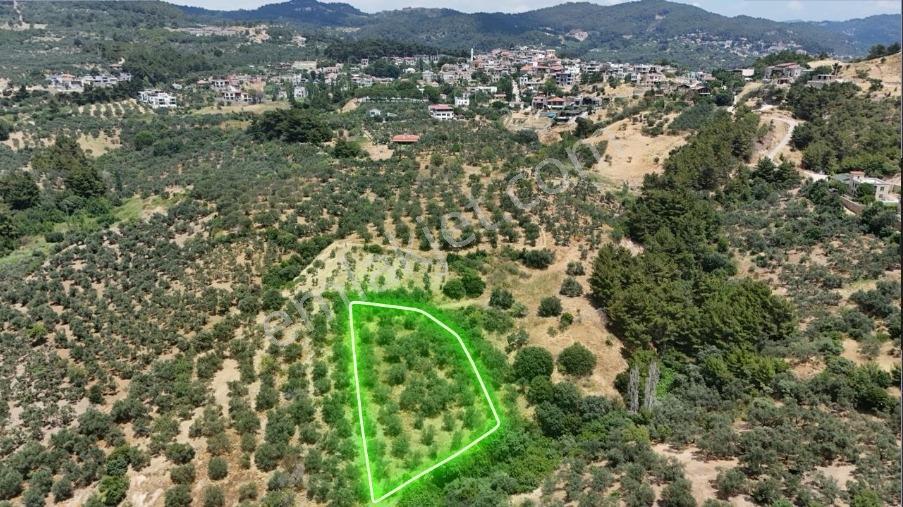 Assos Sazl Köyünde Satılık 2 Dönüm Zeytinlik