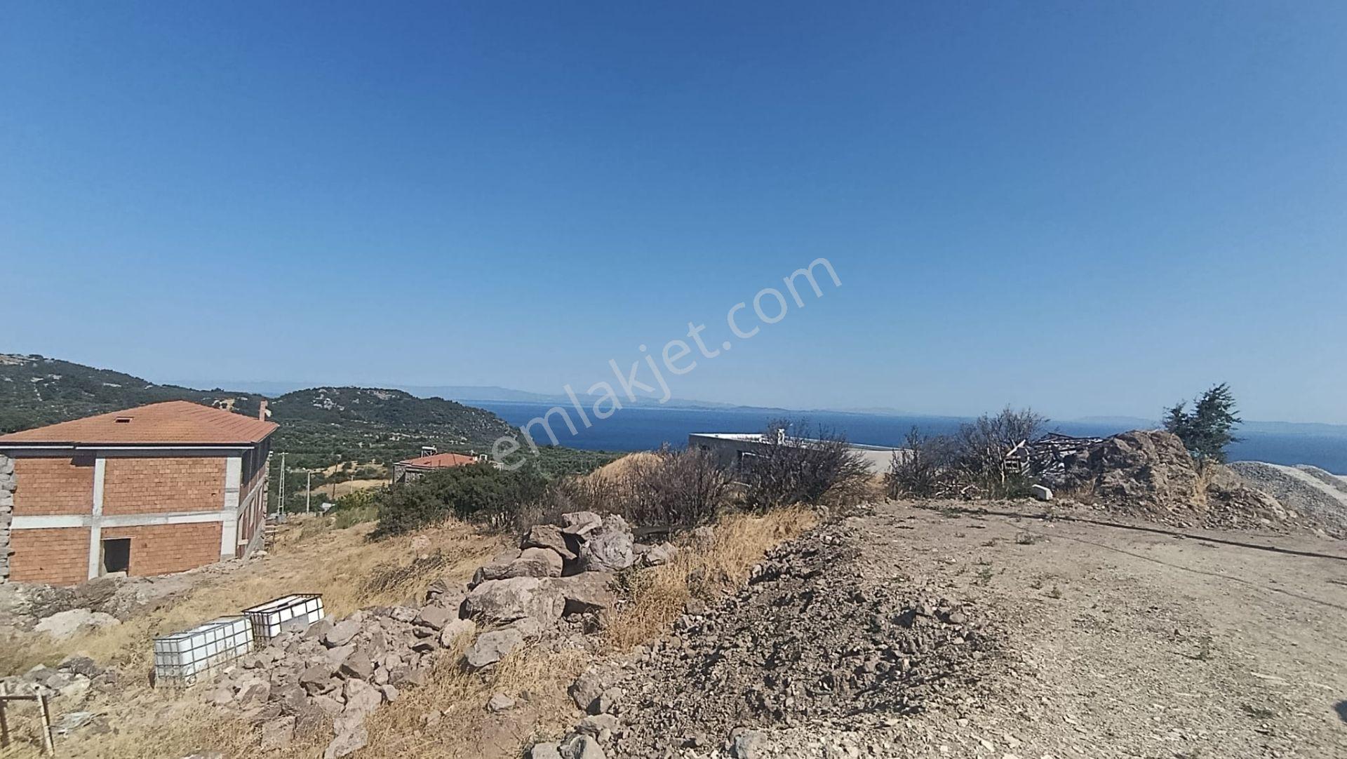 &kerim'den Satılık Ege İncisi Kozlu'da Deniz Manzaralı Yatırımlık Zeytinlik - Görsel 6