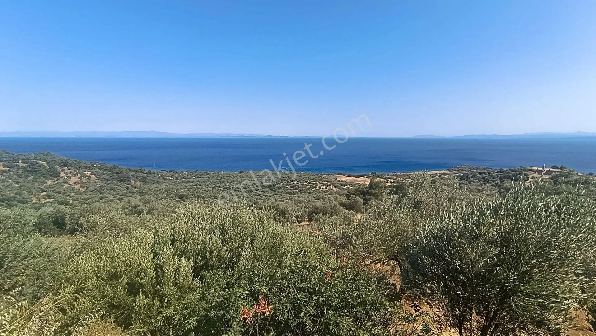 &kerim'den Satılık Ege İncisi Kozlu'da Deniz Manzaralı Yatırımlık Zeytinlik - Görsel 3