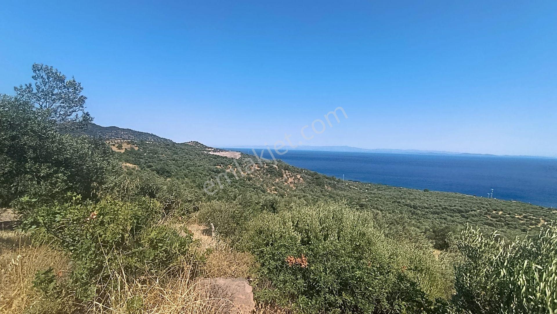 &kerim'den Satılık Ege İncisi Kozlu'da Deniz Manzaralı Yatırımlık Zeytinlik - Görsel 18