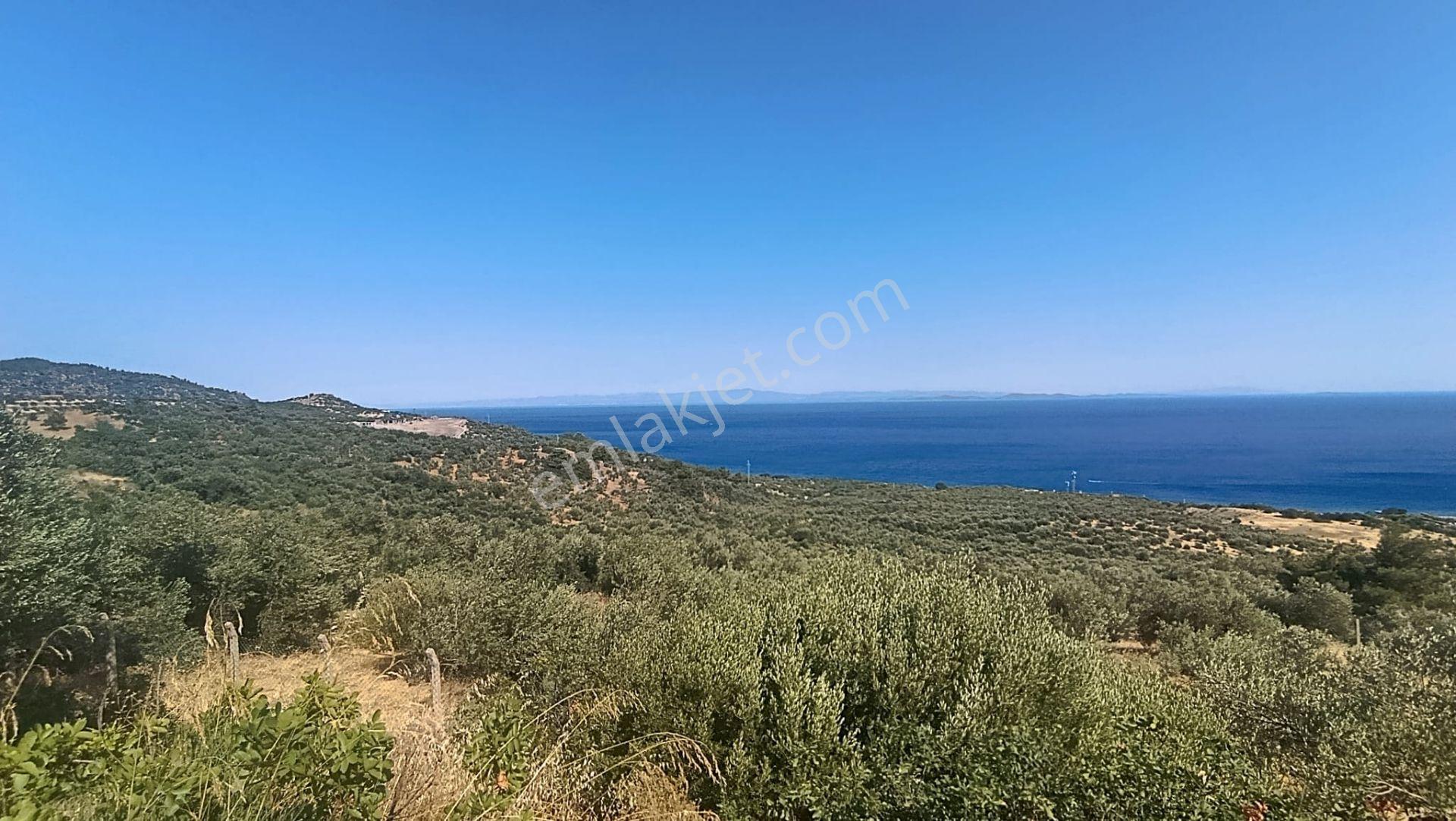 &kerim'den Satılık Ege İncisi Kozlu'da Deniz Manzaralı Yatırımlık Zeytinlik - Görsel 8