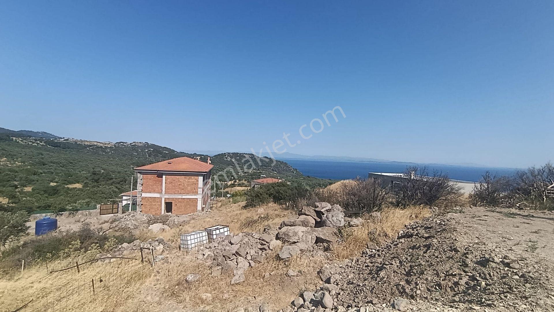 &kerim'den Satılık Ege İncisi Kozlu'da Deniz Manzaralı Yatırımlık Zeytinlik - Görsel 5