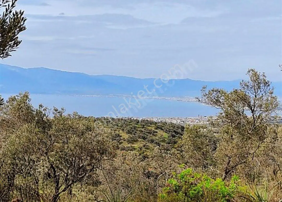 Burhaniye Pelitköy 2833m2 Deniz Gören Satılık Zeytinlik