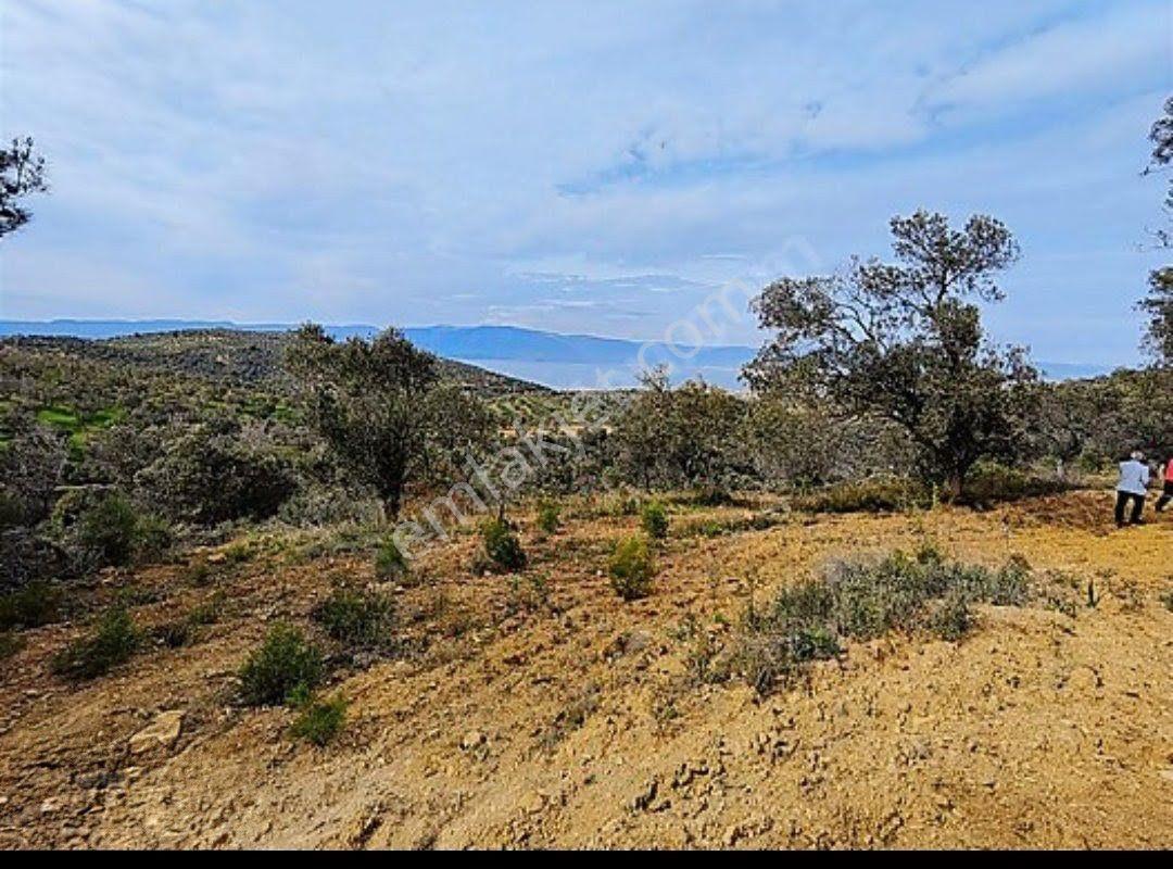 Burhaniye Pelitköy 2833m2 Deniz Gören Satılık Zeytinlik - Görsel 18