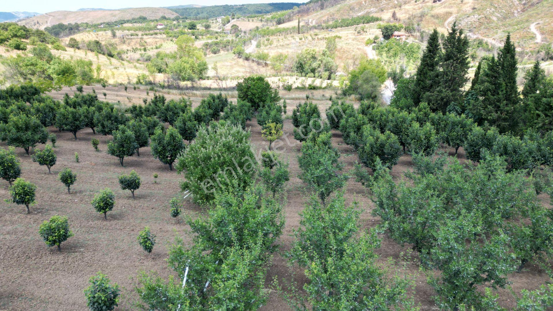 Kocaeli Karamürsel Akçat Satılık 12.642 M2 Meyve Bahçesi - Görsel 17
