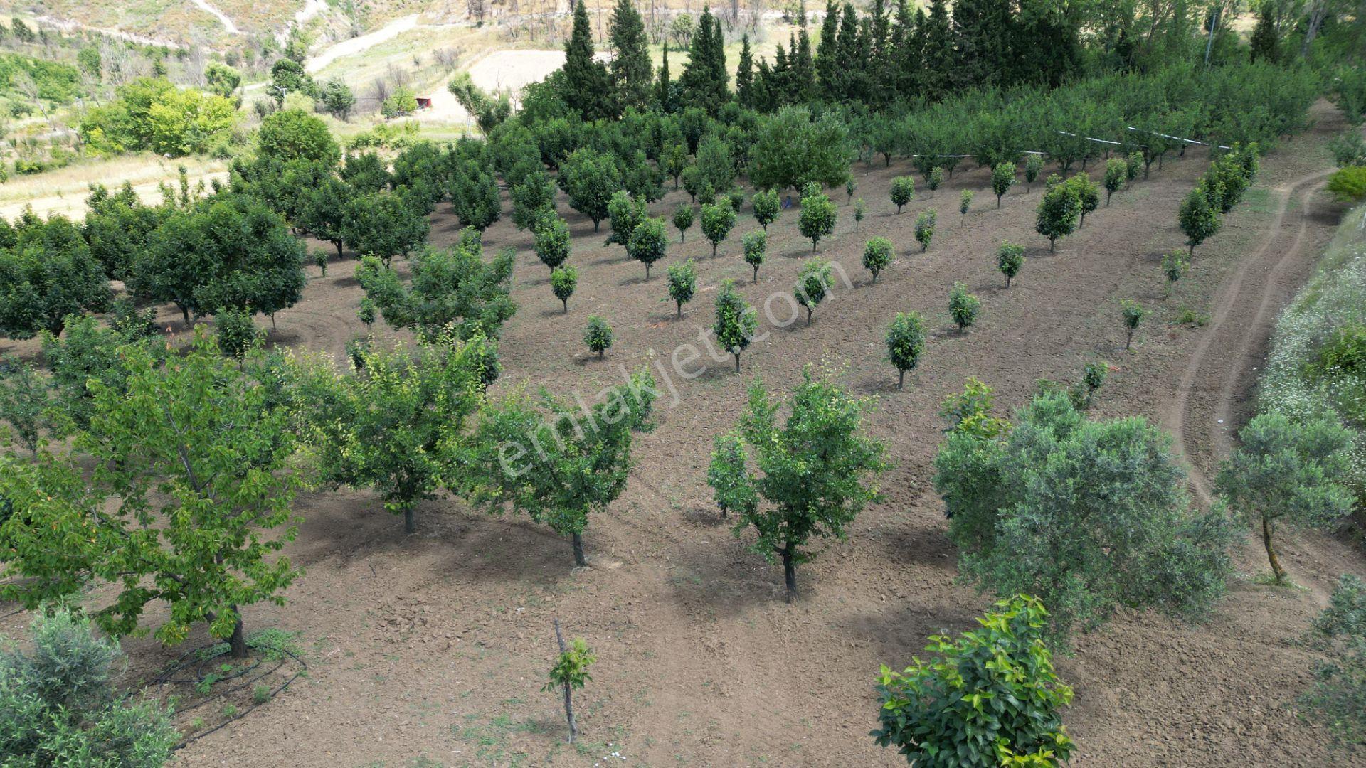 Kocaeli Karamürsel Akçat Satılık 12.642 M2 Meyve Bahçesi - Görsel 16