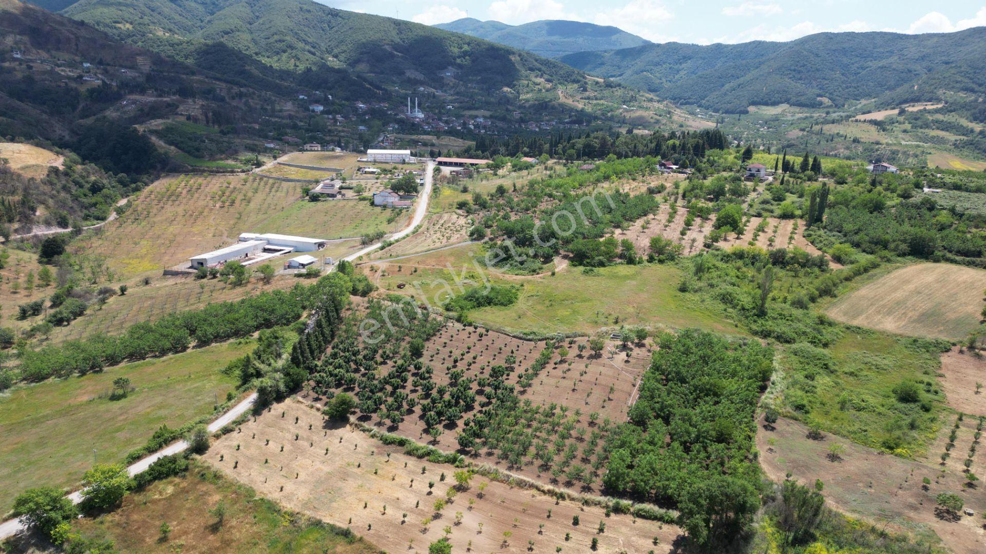 Kocaeli Karamürsel Akçat Satılık 12.642 M2 Meyve Bahçesi - Görsel 8
