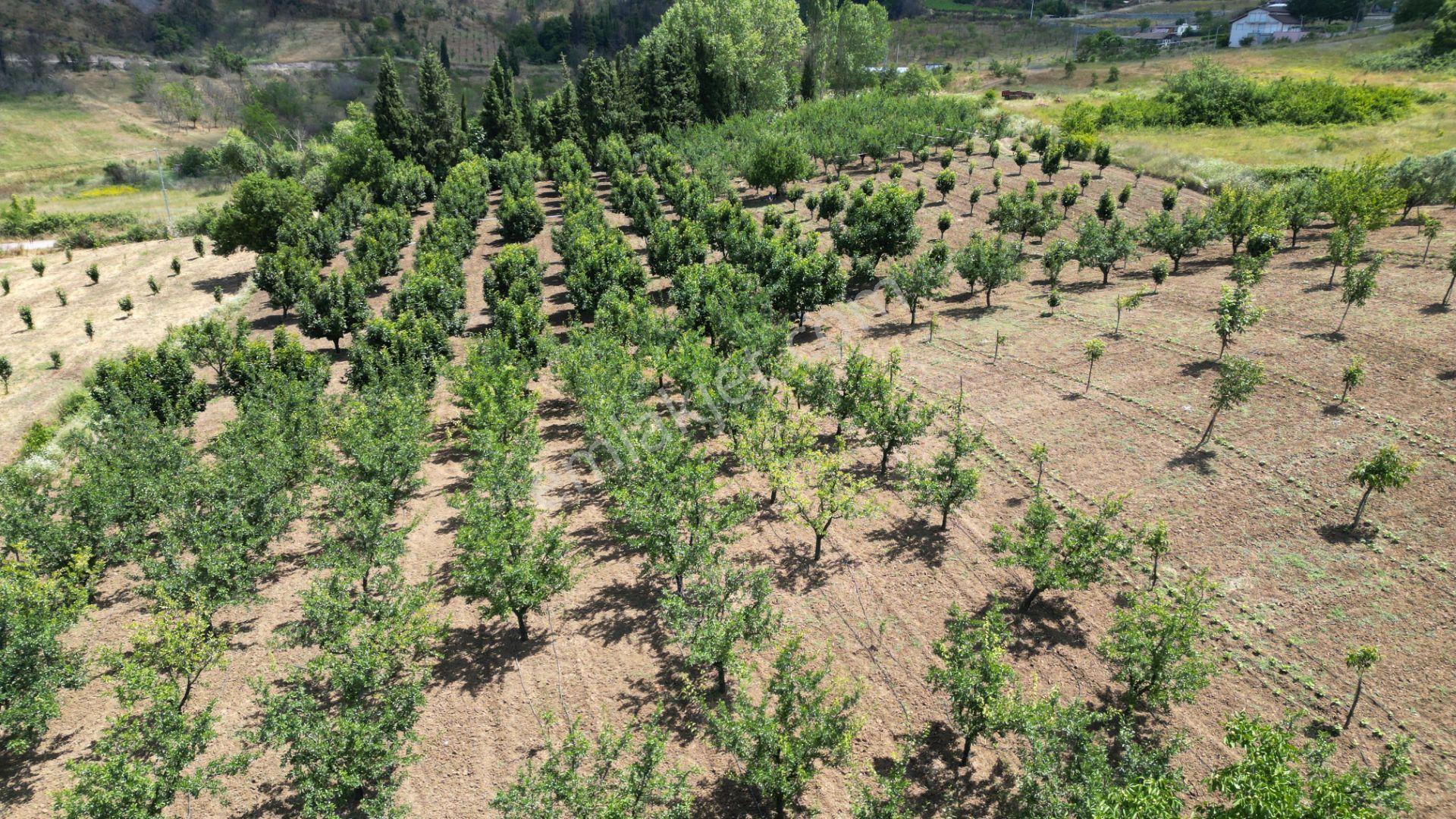 Kocaeli Karamürsel Akçat Satılık 12.642 M2 Meyve Bahçesi - Görsel 12
