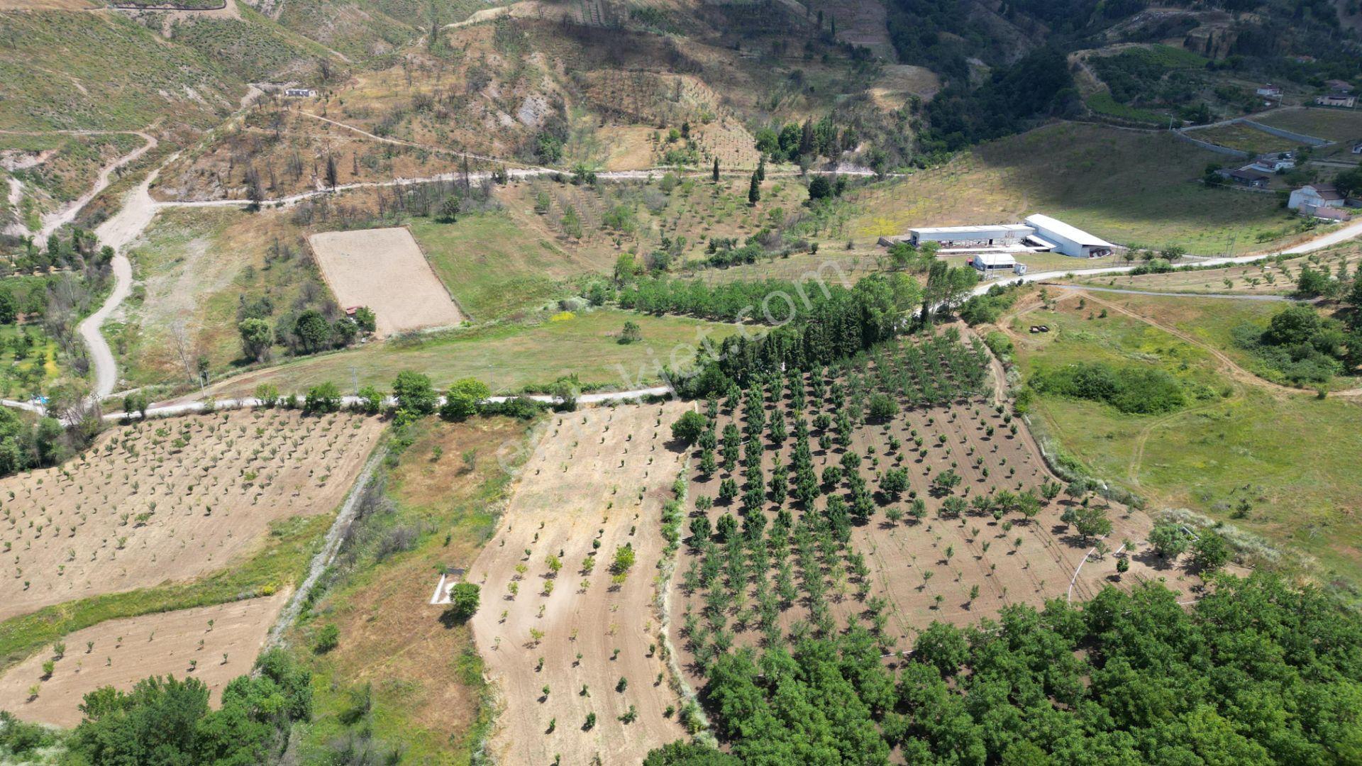 Kocaeli Karamürsel Akçat Satılık 12.642 M2 Meyve Bahçesi - Görsel 9