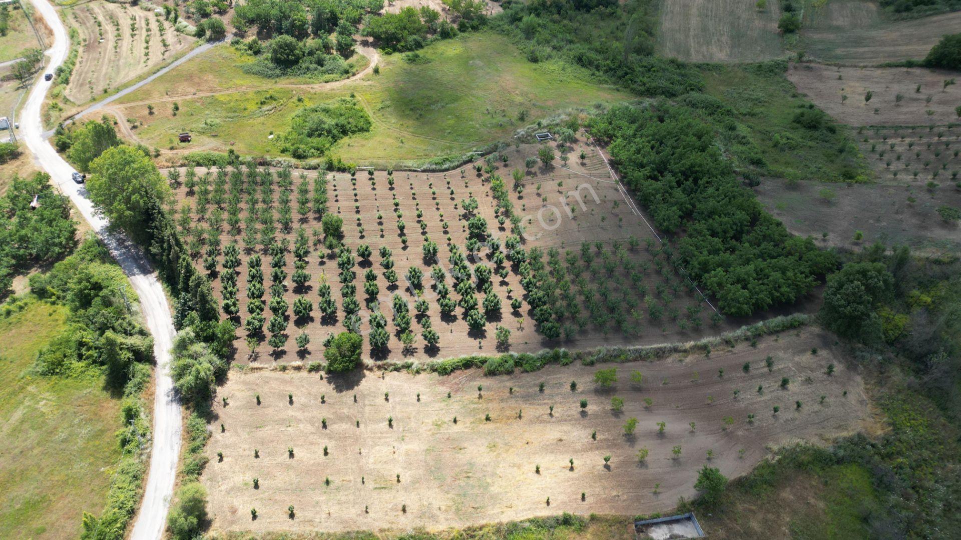 Kocaeli Karamürsel Akçat Satılık 12.642 M2 Meyve Bahçesi - Görsel 7